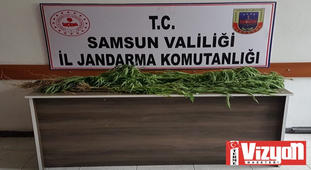 Terme'de uyuşturucu operasyonu: 1 gözaltı