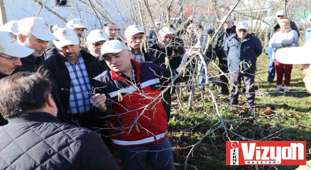 Terme’de fındık budama yarışması