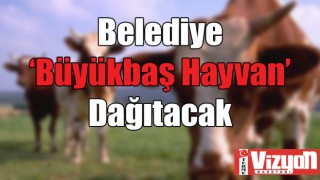 Belediye ‘Büyükbaş Hayvan’ Dağıtacak