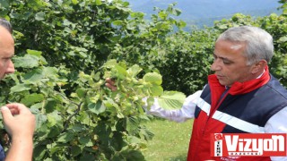 Fındık rekolte çalışmaları tamamlandı