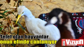 Telef olan hayvanlar onun elinde canlanıyor