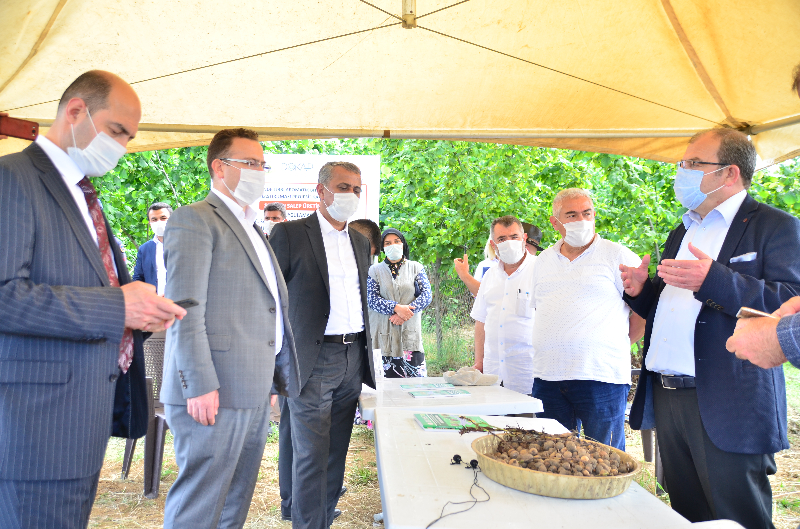 Terme'de DOKAP Destekli Salep Üretimi