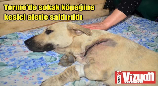 Terme'de sokak köpeğine kesici aletle saldırıldı