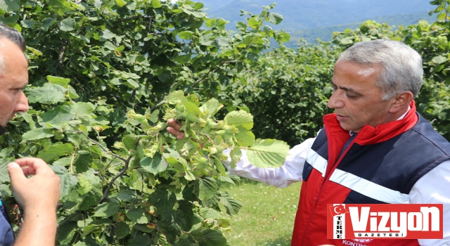 Fındık rekolte çalışmaları tamamlandı