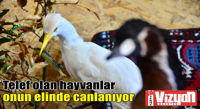 Telef olan hayvanlar onun elinde canlanıyor