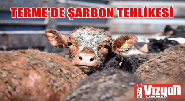 Terme’de şarbon tehlikesi