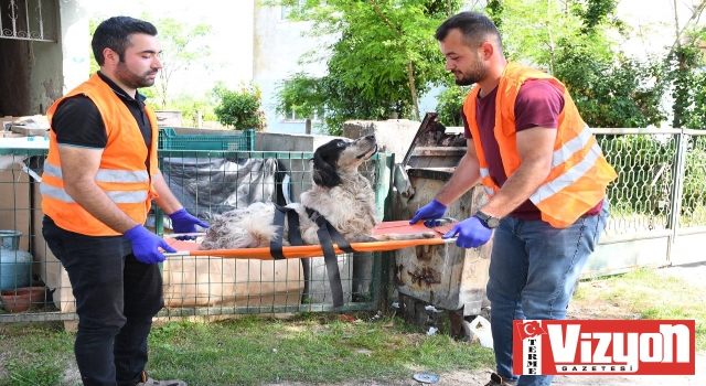 Yaralı köpeğe belediye şefkati