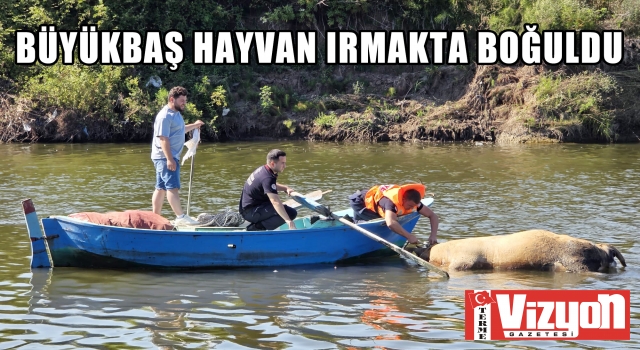 Büyükbaş hayvan ırmakta boğuldu