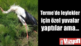 Terme’de leylekler için özel yuvalar yaptılar ama…