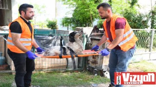 Yaralı köpeğe belediye şefkati