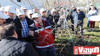 Terme’de fındık budama yarışması