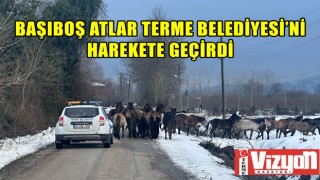 Başıboş atlar Terme Belediyesi’ni harekete geçirdi