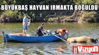 Büyükbaş hayvan ırmakta boğuldu
