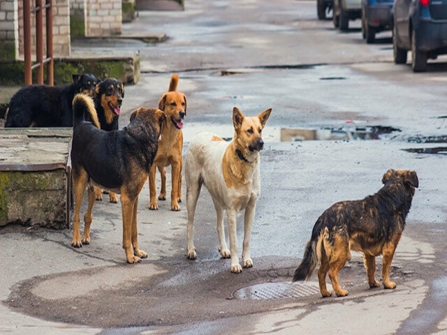 Terme'de Önce Köpeği Tekmeledi Yetmedi Su Kabını Döktü